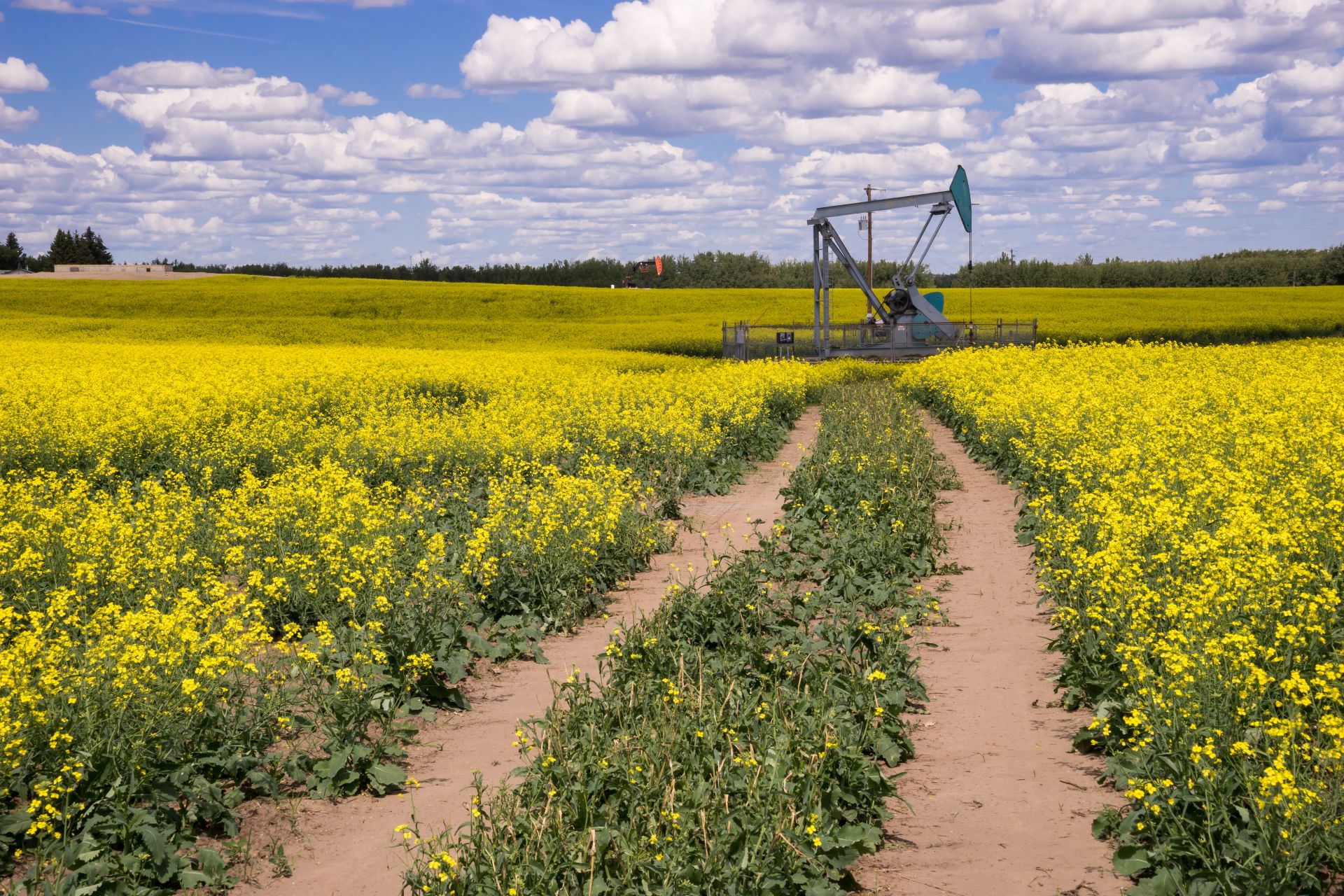 Oil Pumpjack in the middle of blooming canola field
